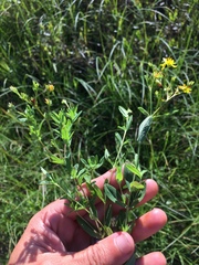 Hypericum boreale