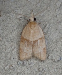 Coelostathma parallelana