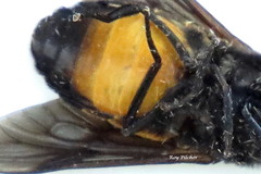 Hybomitra cincta