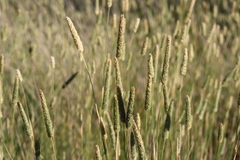 Phalaris angusta