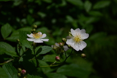 Rosa multiflora