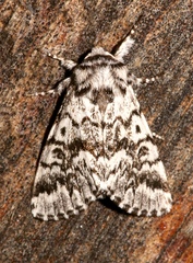 Panthea acronyctoides