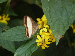 Oressinoma typhla typhla