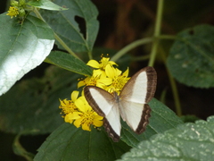 Oressinoma typhla typhla