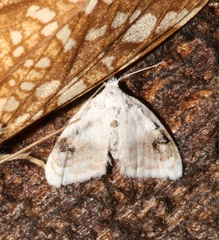 Nola cilicoides