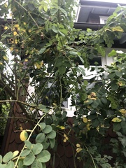 Magnoliopsida