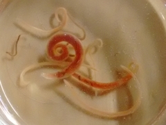 Gnathostoma binucleatum