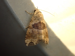 Cobubatha metaspilaris