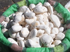 Solanum