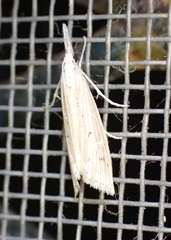 Schoenobiinae
