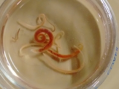 Gnathostoma binucleatum