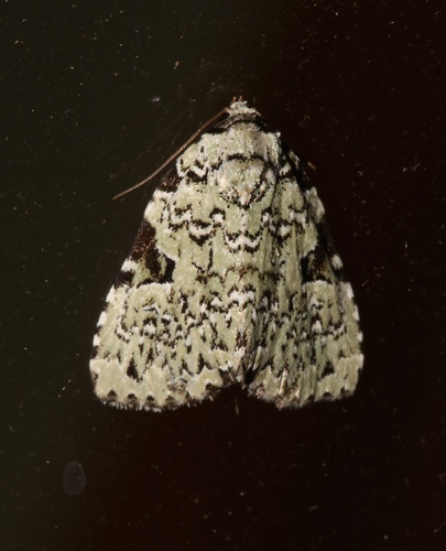 Green Leuconycta Moth