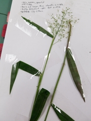 Dichanthelium lanuginosum