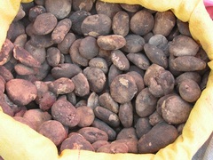 Solanum