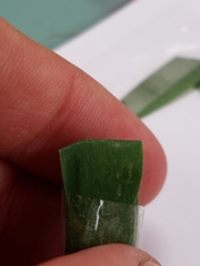 Dichanthelium lanuginosum