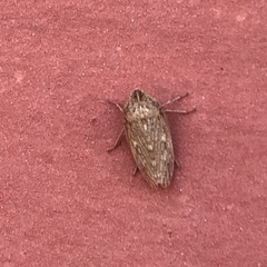Aphrodinae