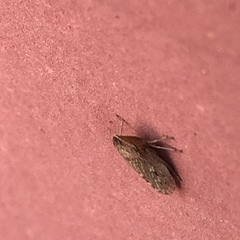Aphrodinae