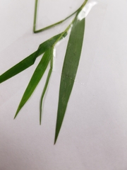 Dichanthelium dichotomum