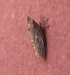 Aphrodinae