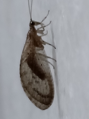 Nusalala tessellata