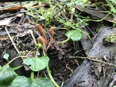 Cordyceps meneristitis