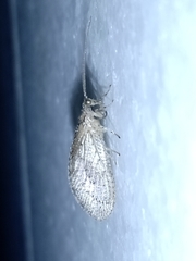 Nusalala tessellata