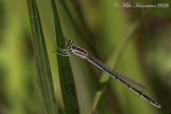 Enallagma durum