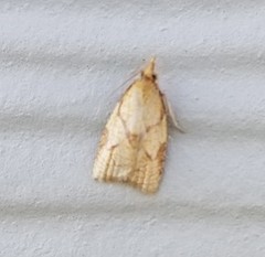 Cenopis reticulatana