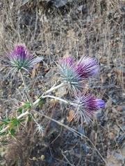 Ptilostemon hispanicus