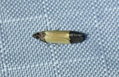 Anacampsis coverdalella