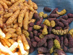 Tropaeolum tuberosum