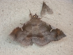 Azeta repugnalis