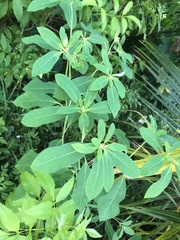 Euphorbia heterophylla