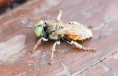 Tachytes amazonus