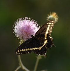 Papilio indra