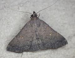 Hypenula cacuminalis