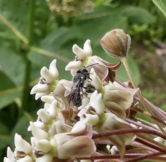 Megachile campanulae