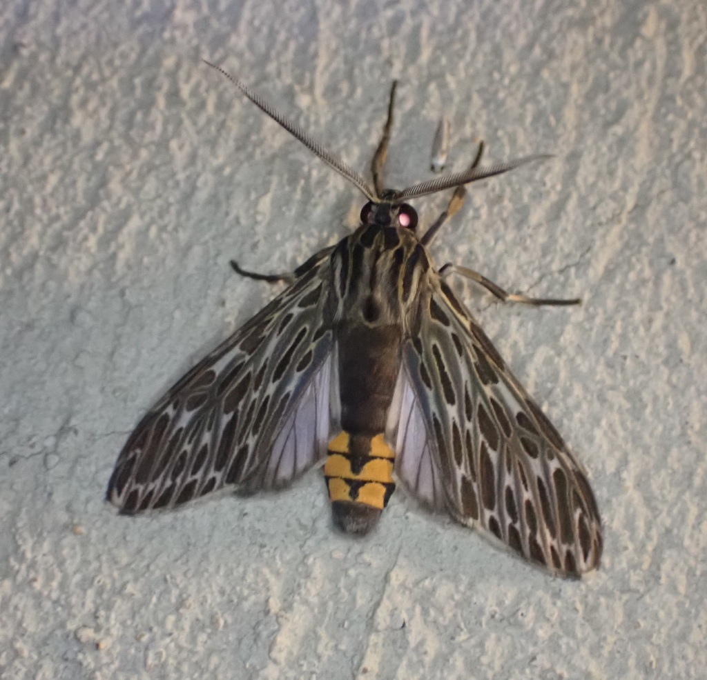 Little Carol's wasp moth