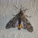 Little Carol's Wasp Moth - Photo (c) Lisa Johnson, some rights reserved (CC BY-NC), uploaded by Lisa Johnson