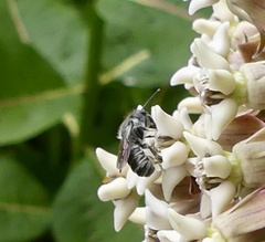 Megachile campanulae