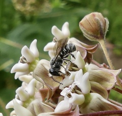 Megachile campanulae
