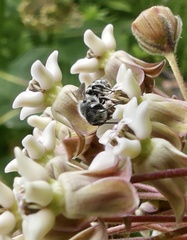 Megachile campanulae