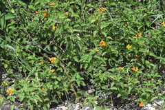 Lantana camara image