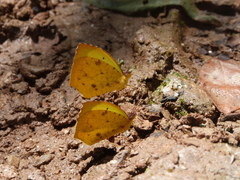 Abaeis salome limoneus