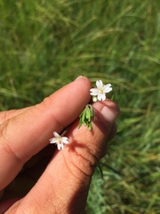 Epilobium leptophyllum