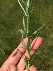 Epilobium leptophyllum