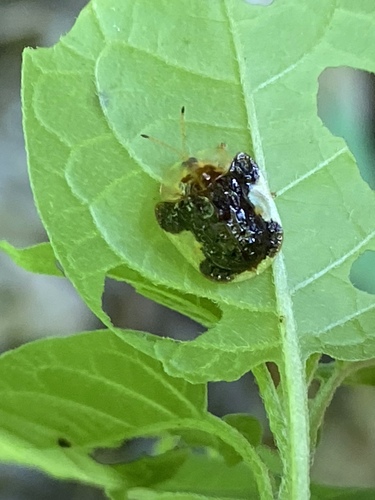 Photo of Clavate Tortoise Beetle (Helocassis clavata)