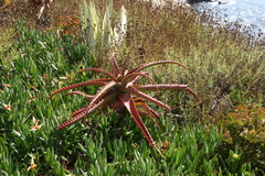 Aloe cameronii