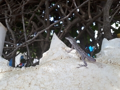 Anolis bonairensis