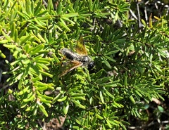 Trichiosoma triangulum